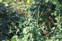 Ambrosia trifida