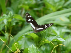 Phaedyma shepherdi