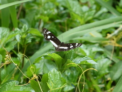 Phaedyma shepherdi