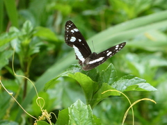 Phaedyma shepherdi