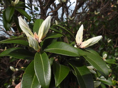Macrolearia colensoi