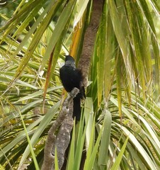 Prosthemadera novaeseelandiae
