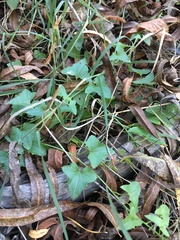 Maurandya antirrhiniflora