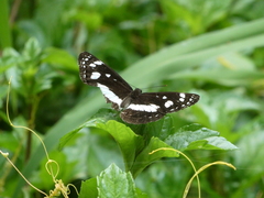 Phaedyma shepherdi
