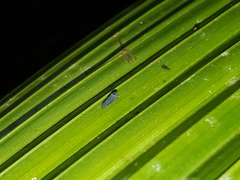 Lepidocyrtus paradoxus