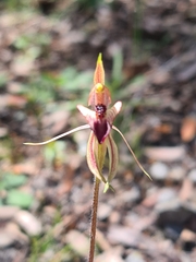 Caladenia tessellata