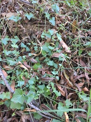 Maurandya antirrhiniflora
