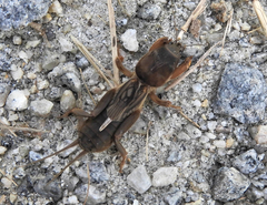 Gryllotalpa gryllotalpa