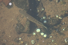 Micropterus