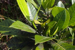 Gardenia aubryi