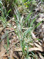 Bromus