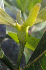 Gardenia aubryi