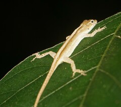 Anolis cusuco