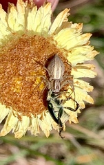 Oxyopes gracilipes