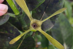 Gardenia aubryi