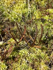 Drosera arcturi
