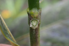 Gardenia aubryi