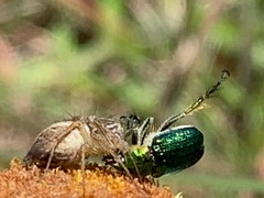 Oxyopes gracilipes