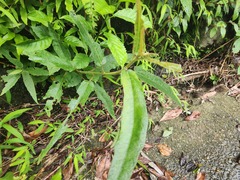 Ficus erecta beecheyana