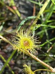 Drosera