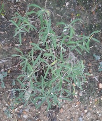 Melampodium cinereum