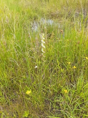 Spiranthes vernalis