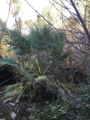 Washingtonia filifera