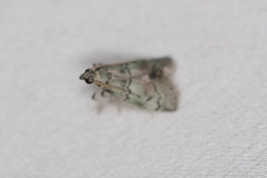 Cacotherapia flexilinealis