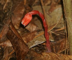 Monotropa coccinea