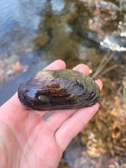 Strophitus undulatus