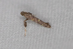 Caloptilia triadicae