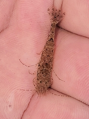 Crangon septemspinosa