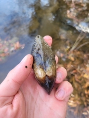 Strophitus undulatus