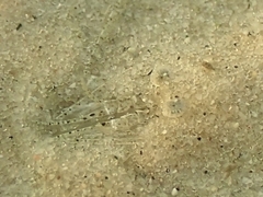 Crangon septemspinosa
