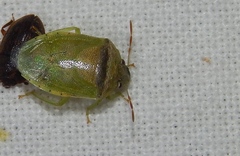 Piezodorus purus