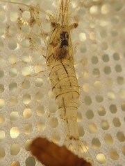 Palaemon macrodactylus