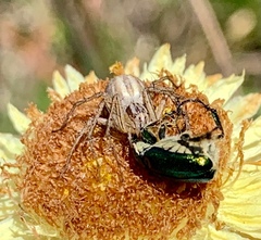 Oxyopes gracilipes