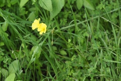 Oxalis pes-caprae image