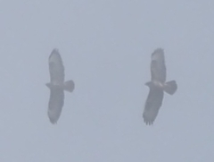 Buteo buteo rothschildi