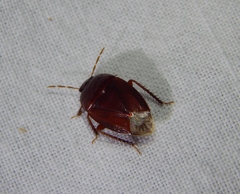 Macroscytus reflexus