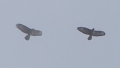 Buteo buteo rothschildi