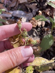 Symphyotrichum anomalum