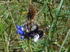 Bombus funebris