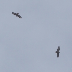 Buteo buteo rothschildi