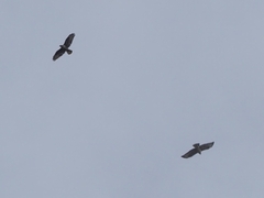 Buteo buteo rothschildi