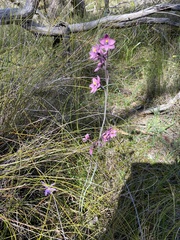Thelymitra × irregularis