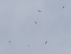 Buteo buteo rothschildi
