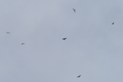 Buteo buteo rothschildi