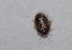 Menida decoratula