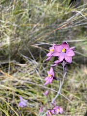 Thelymitra × irregularis
